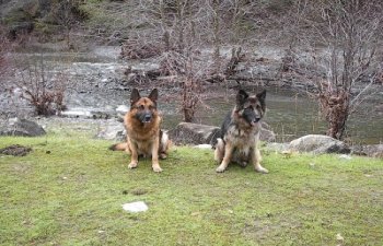 Carole's Shepherds on a Hike