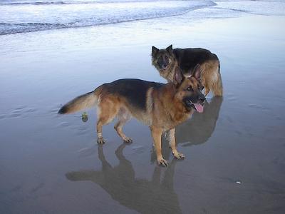 Carole's Dogs at the Beach