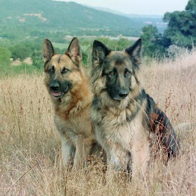 Carole's Shepherds at the Cabin