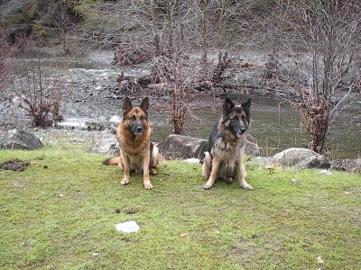 Carole's Shepherds on a Hike