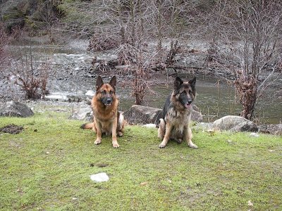 Carole's Shepherds on a Hike