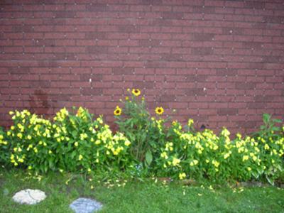 Spring Flowers