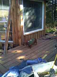 My dog helping me build my deck