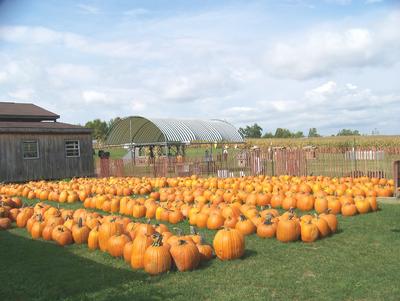 Pumpkins Galore