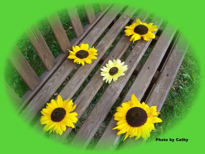 Cathy's Bench of Sunflowers