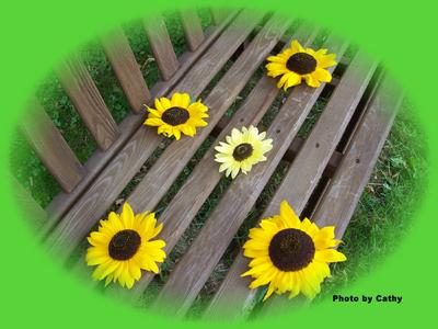 Cathy's Bench of Sunflowers