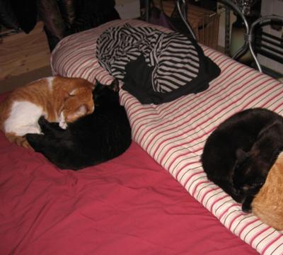 I just think this is SO cute! It's four of my cats 