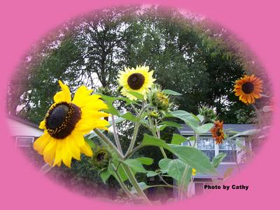 Variety of Sunflowers